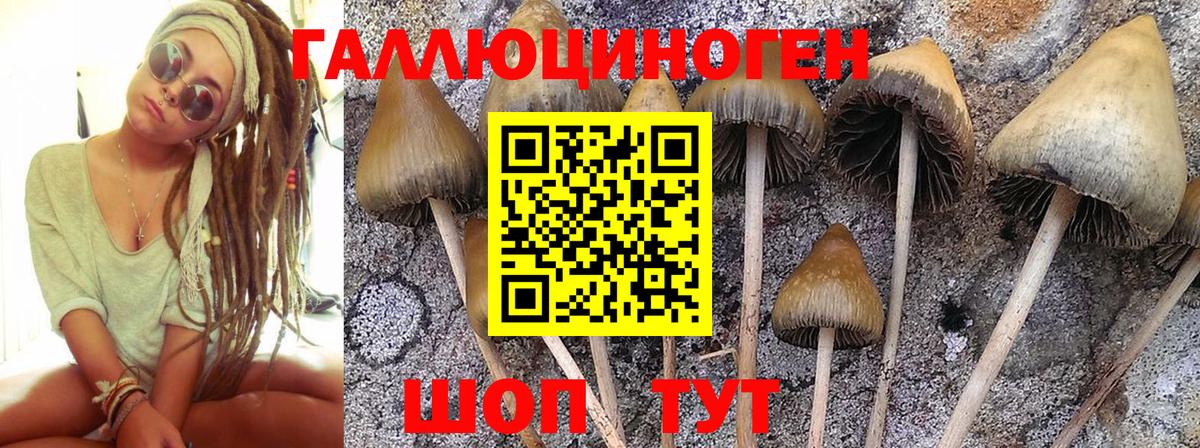 Галлюциногенные грибы Psilocybe Павлово
